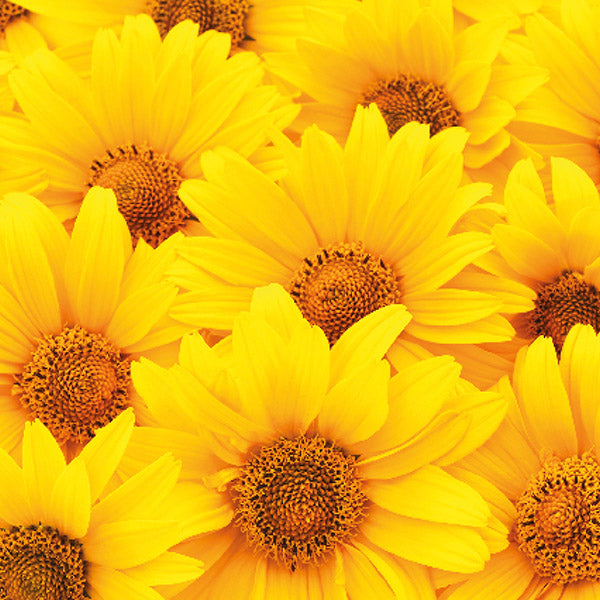Blank - Happy Flowers