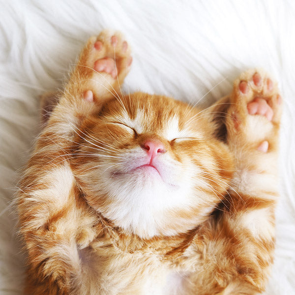 Blank - Afternoon Nap