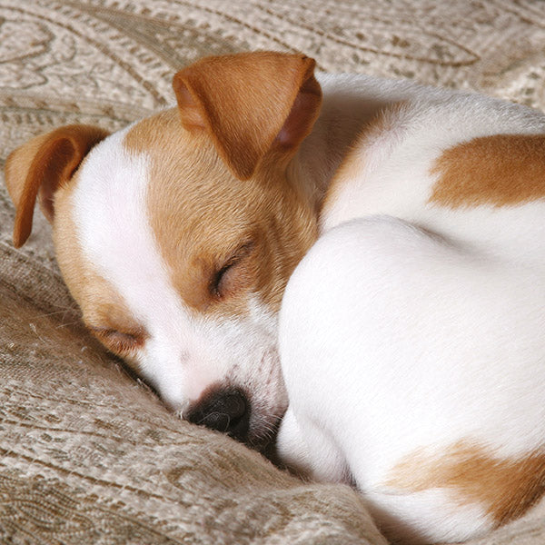 Blank - All Curled Up