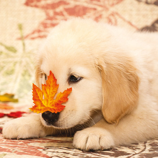 Blank - Playful Pup