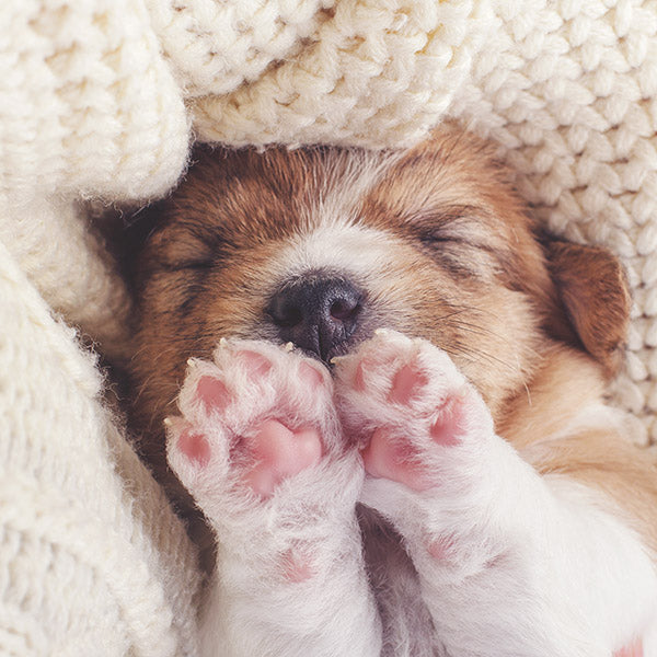Blank - Cosy Toes