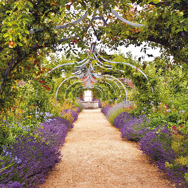 Blank - Up The Garden Path