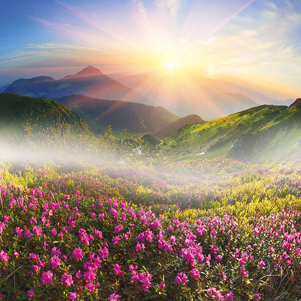 Blank - Mountain Flowers