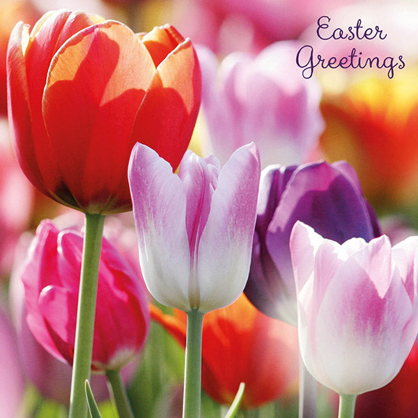 Easter Cards 5 Pack - Colourful Tulips