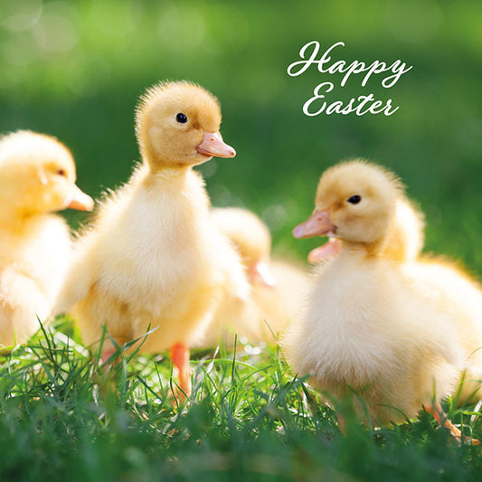 Easter Cards 5 Pack - Happy Chicks