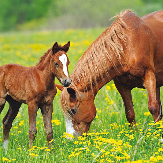 Blank - Mother And Foal