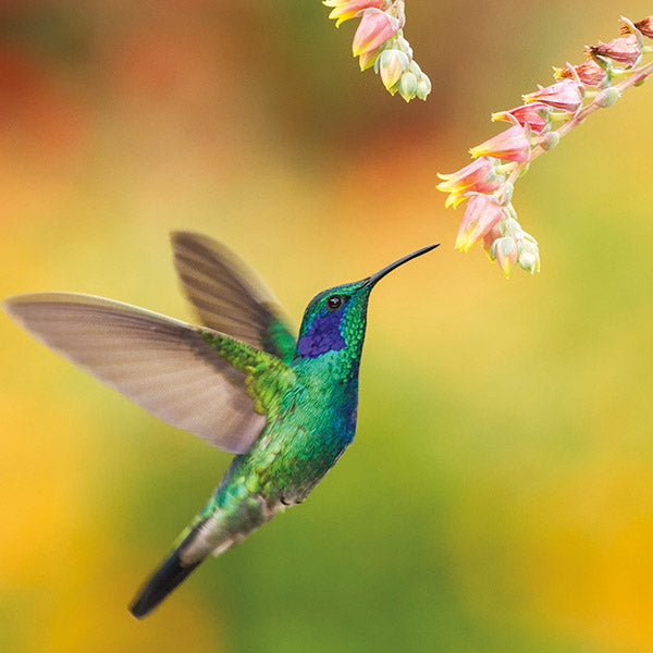 Blank - Colourful Hummingbird