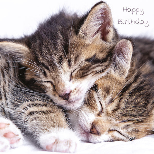 Happy Birthday - Cosy Kittens
